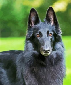 Cute Black Belgian Shepherd paint by number