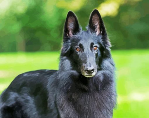 Cute Black Belgian Shepherd paint by number