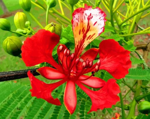 Flamboyan Tree Flower paint by number