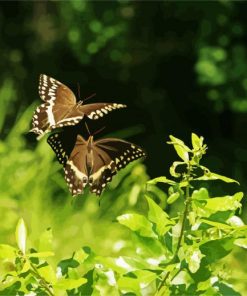 Flying Butterflies paint by number