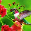 Flying Hummingbird paint by number