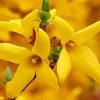 Forsythia Flowers paint by number