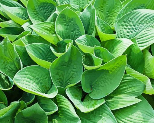 Green Hosta Paint by number