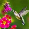 Hummingbird And Pink Flower paint by number