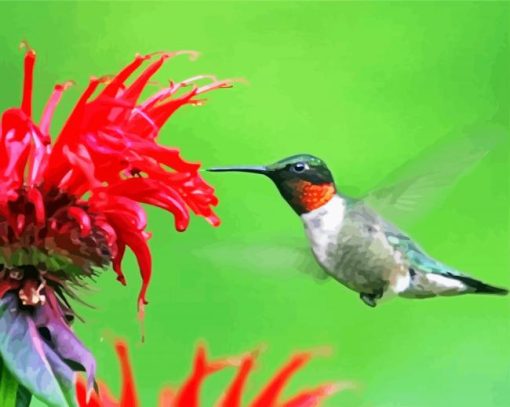 Hummingbird And Flower paint by number