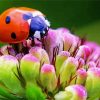 Ladybeetle On Flower paint by numbers