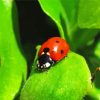 Ladybeetle paint by numbers