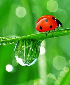 Lonely Ladybeetle paint by number