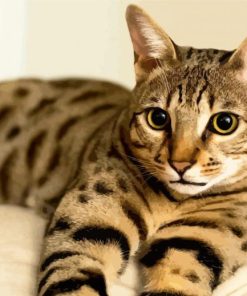 Mixed Savannah Cat paint by numbers