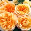 Orange Floribunda Flowers paint by number