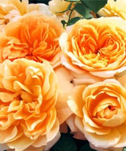 Orange Floribunda Flowers paint by number