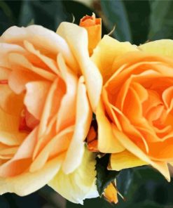 Orange Floribundas Flower paint by number