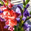 Peachy And Purple Gladiolas paint by number