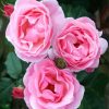 Pink Floribunda paint by number