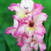 Pink Gladiola paint by number