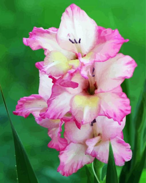 Pink Gladiola paint by number