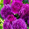 Purple Floribundas paint by number