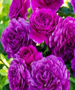 Purple Floribundas paint by number