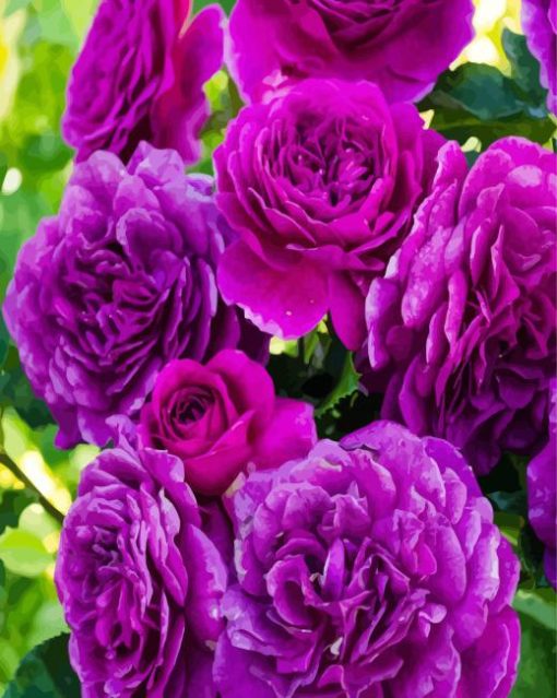 Purple Floribundas paint by number