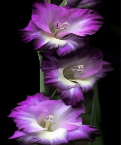 Purple Gladiola Flowers paint by number