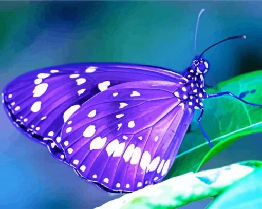 Purple Butterfly paint by numbers