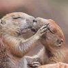 Romantic Gophers Kissing paint by number