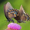 Swallowtail Butterfly paint by numbers