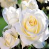 White Floribunda Flowers paint by numbers