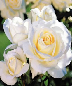 White Floribunda Flowers paint by numbers