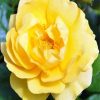 Yelllow Floribunda paint by numbers