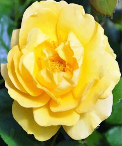 Yelllow Floribunda paint by numbers