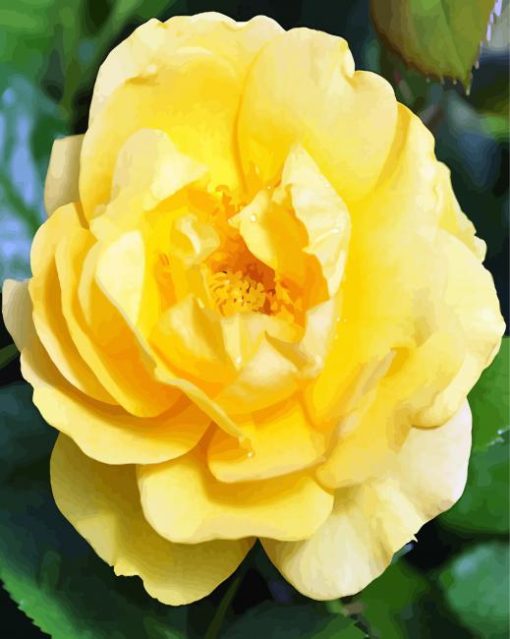 Yelllow Floribunda paint by numbers