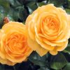 Yellow Floribundas paint by numbers