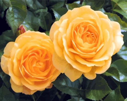 Yellow Floribundas paint by numbers