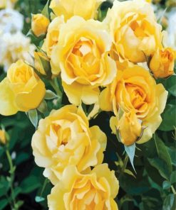 Yellow Flower Floribunda paint by numbers