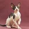 Adorable Cornish Rex Cat paint by number