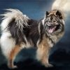 Aesthetic Eurasier paint by number