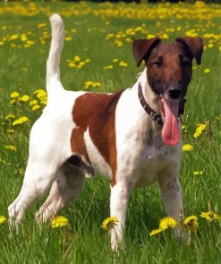 Aesthetic Fox Terrier paint by number