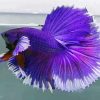 Aesthetic Purple Betta Fish paint by number