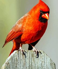 Aesthetic Red Northern Cardinal Bird paint by number