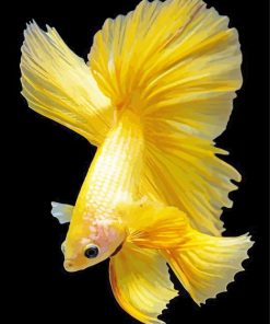 Aesthetic Yellow Betta Fish paint by number