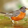 Aesthetic American Robin paint by number