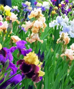 Aesthetic Iris Field paint by number