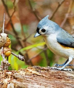 Aesthetic Tufted Titmouse paint by number