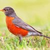 American Robin Bird paint by number