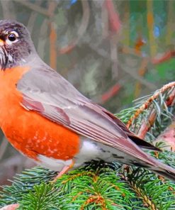 American Robin Birds paint by number