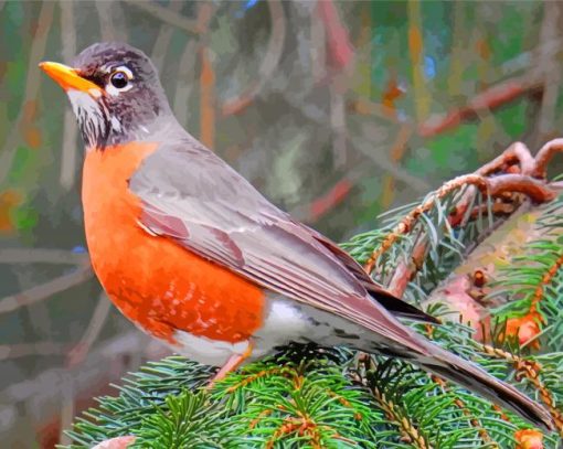 American Robin Birds paint by number