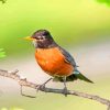 American Robin On Branch paint by number