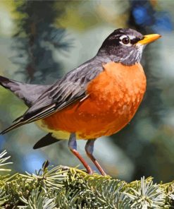 American Robin paint by number