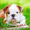 Australian Bulldog Puppy paint by number